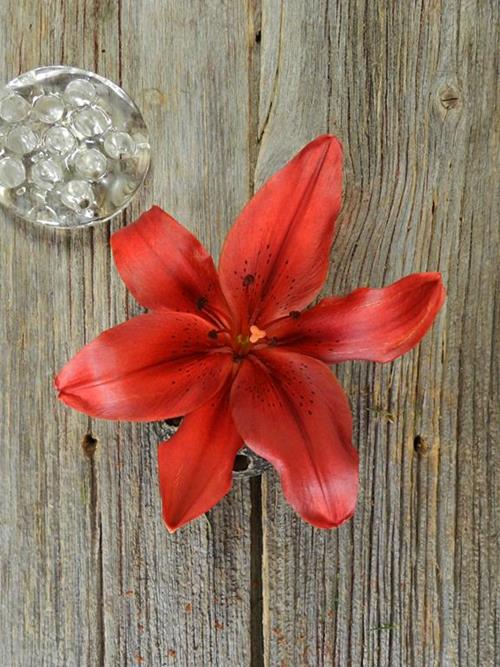 3/S RED L.A. HYBRID LILIES